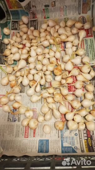 Луковицы Тюльпанов