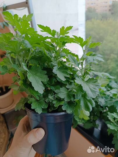 Хризантема розовая с жёлтой серединкой низкорослая