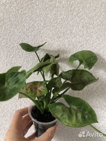 Сингониум #2