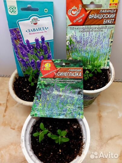 Рассада лаванды