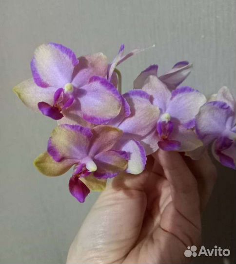 Орхидеи фаленопсис