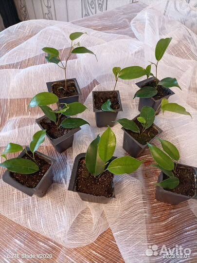 Фикус (зелёные и малыши пёстренькие)