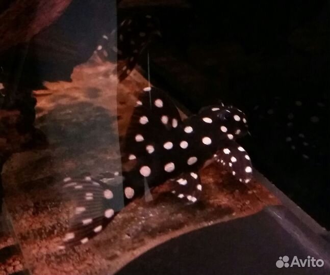 Номерные сомы L201 гипоанциструс контраденс10-12см