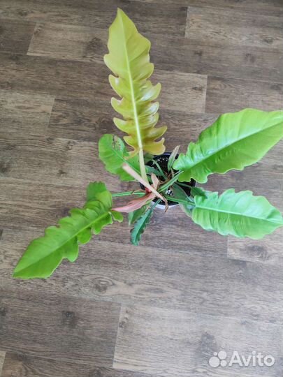 Филодендрон голден крокодил зацветает