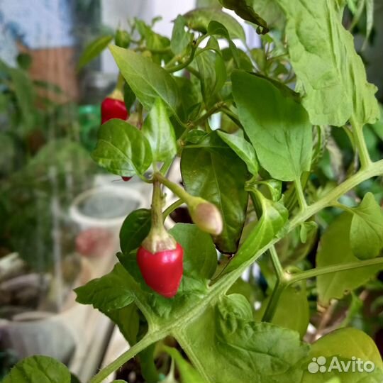 Перцы острые разных сортов