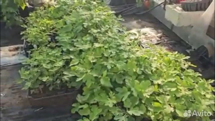 Продаю свое с огорода