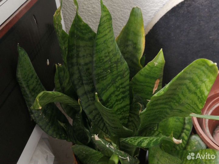 Сансевиерия-щючий хвост, Денежные дерево