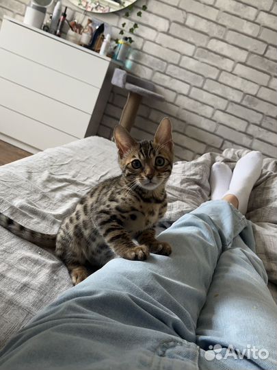 Бенгальский кот