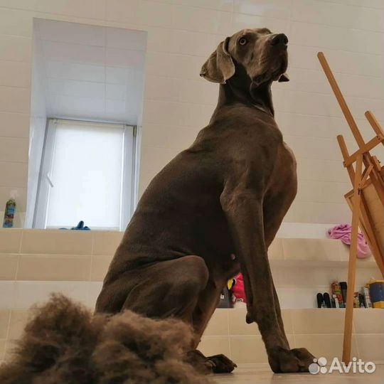 Груминг собак и кошек