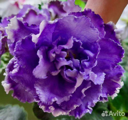 Фиалки, стартеры, детки