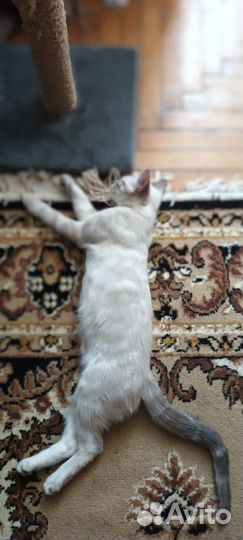 Котеночек мальчик