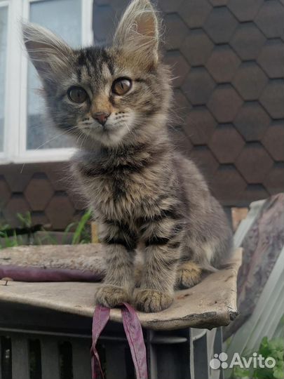 Котенок девочка в добрые руки 2 мес