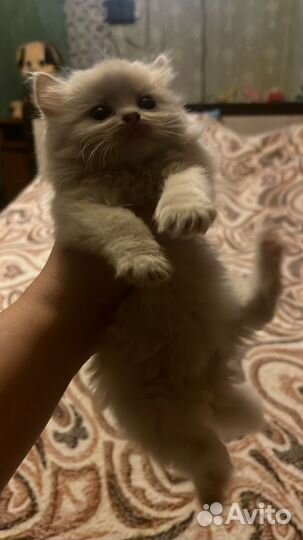 Котята ищут дом
