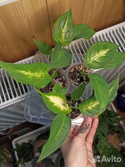 Диффенбахия Камилла