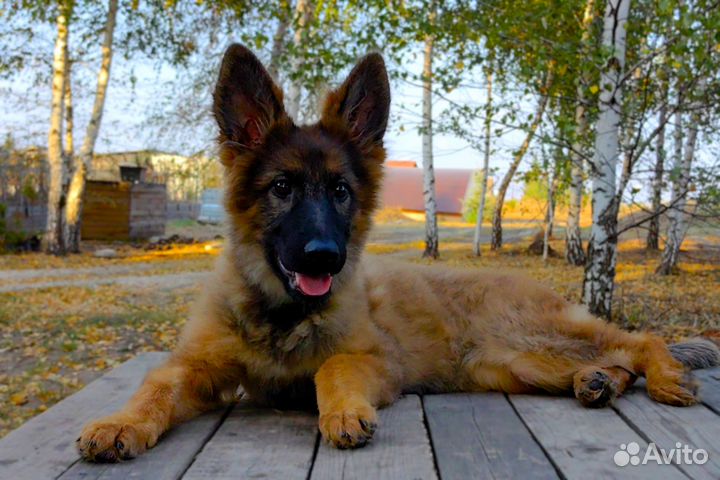 Зонарно-рыжая красотуля дш немецкой овчаки