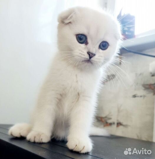 Кошки шотландцы