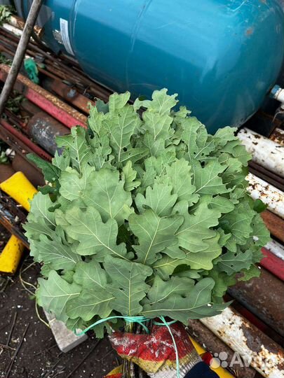 Отличные дубовые и берёзовые веники сбор 22 года