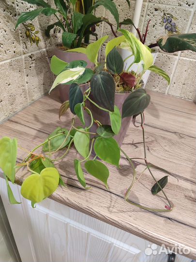 Сциндаптусы разные