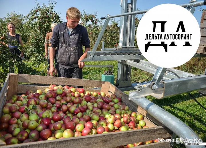 Вахта с проживанием и питанием сбор яблок