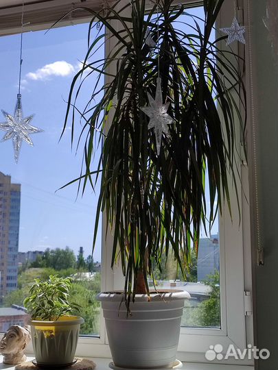 Продам цветы комнатные