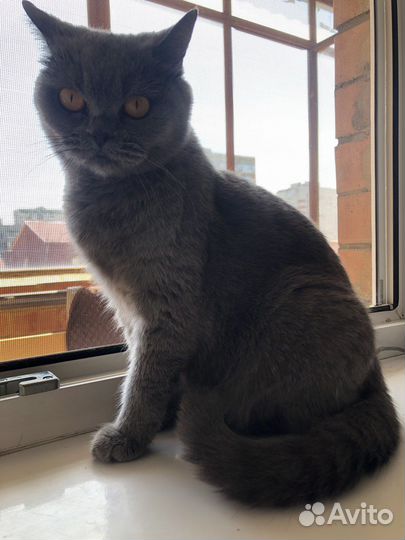 Британская