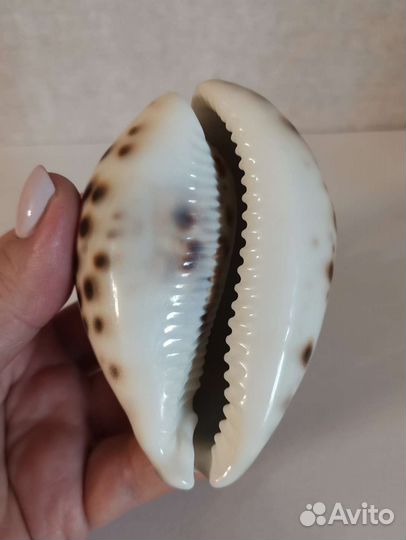 Ракушка моллюска