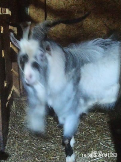 Козел на племя