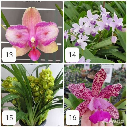 Коллекционнная орхидея фаленопсис из Азии