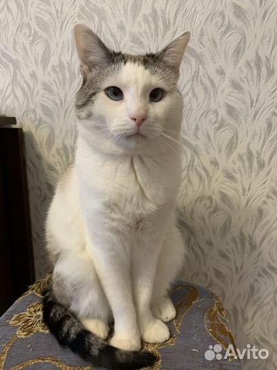 Кот, кисуля, кися-муся в добрые руки