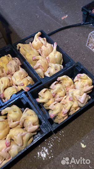Куры бройлеры тушки мясо