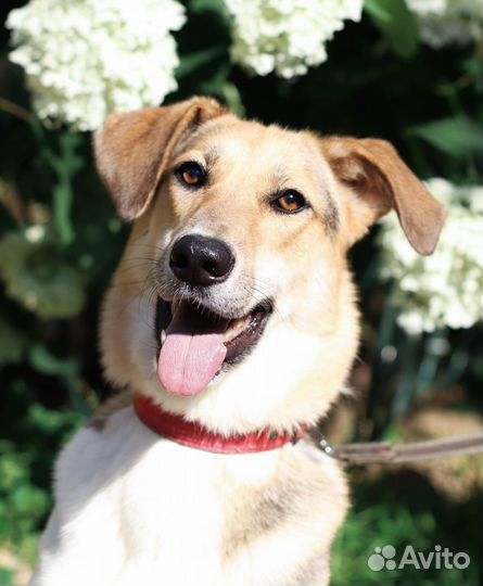 Позитивная и ласковая собака Ладушка ищет дом