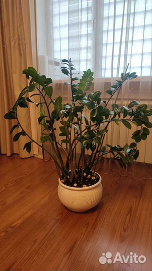 Замиокулькас