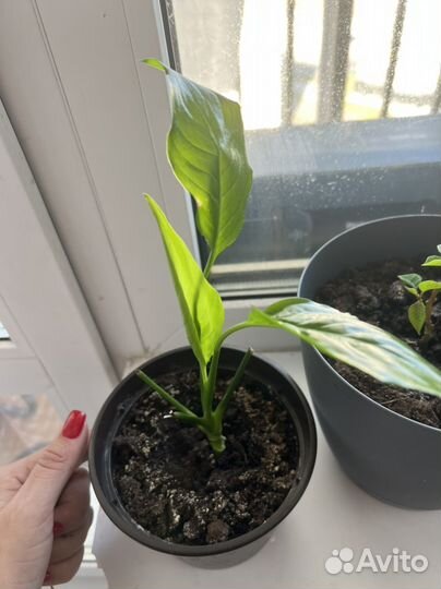 Комнатные цветы