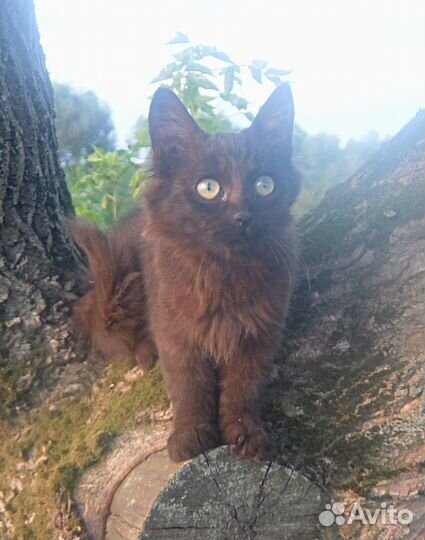 Котенок Рада