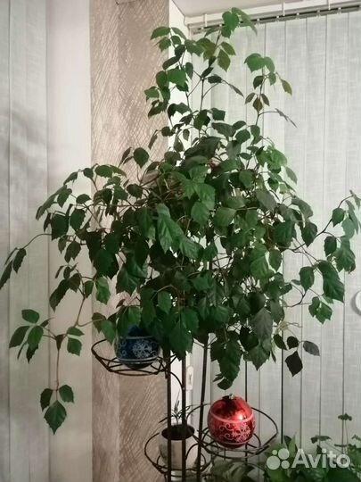 Укорененные отростки Березки