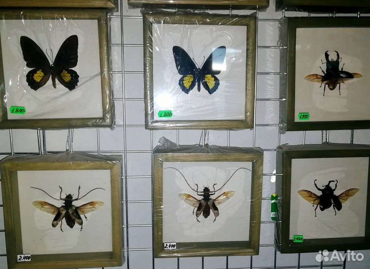 Бабочки в рамке