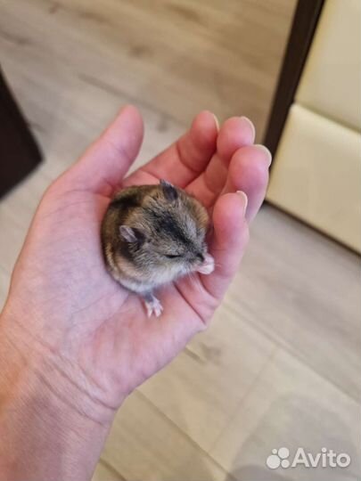 Джунгарский хомяк