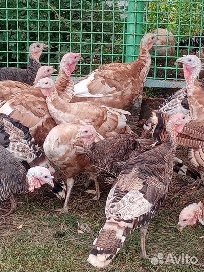 Индюки индюшата