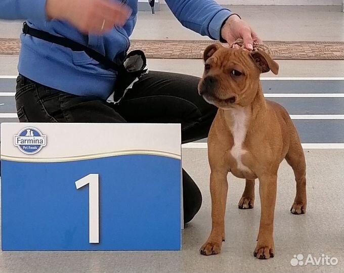 Щенок стаффордширского бультерьера