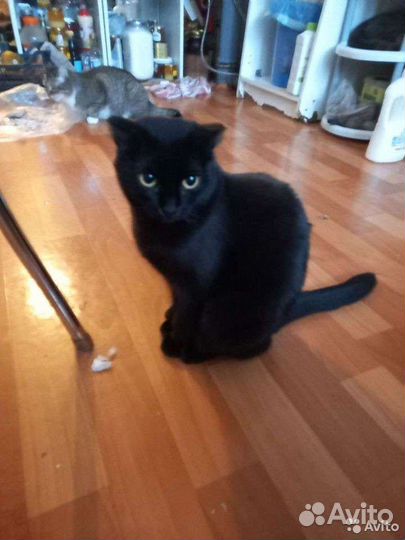 Кошка вислоухая