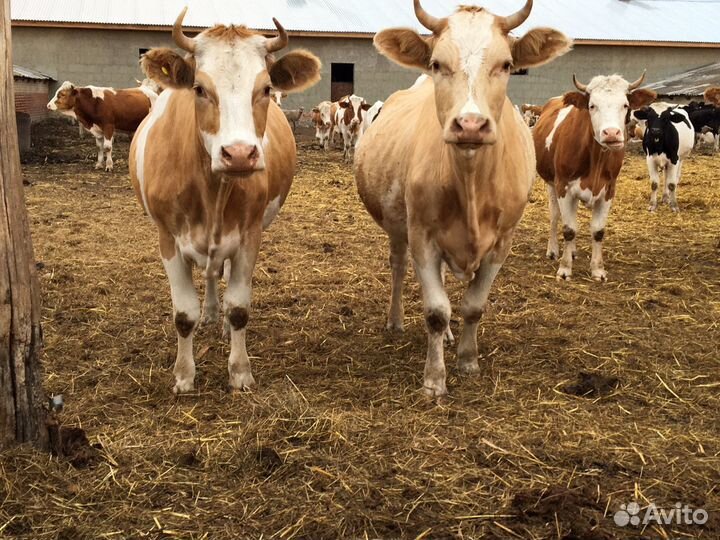 Тёлки Нетели стельные сементал