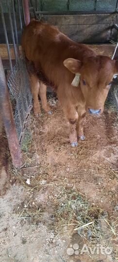 Две коровы и теленок