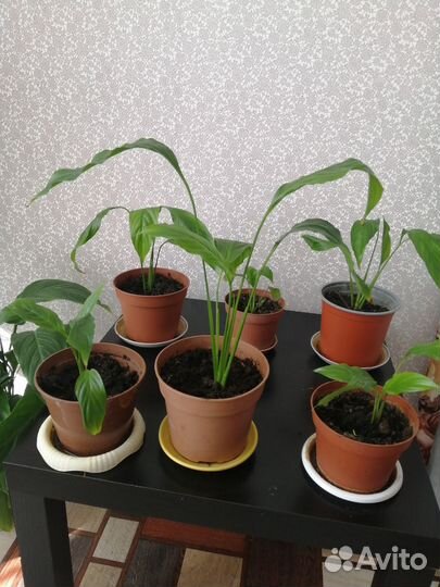 Цветок женское счастье