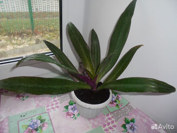 Рео взрослое комнатное растение