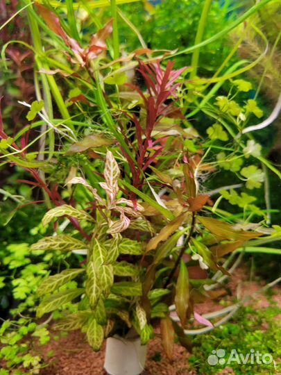 Аквариумные растения