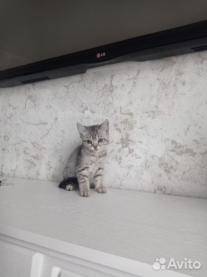 Отдам в добрые руки котят приучены к лотку