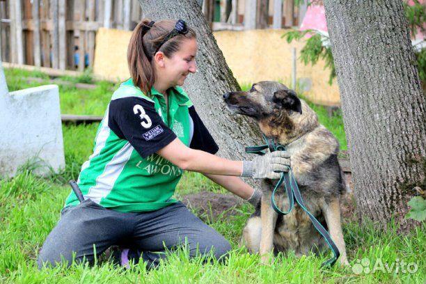 Пёс Ронни в добрые руки