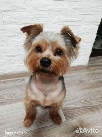 Ёркширский терьер