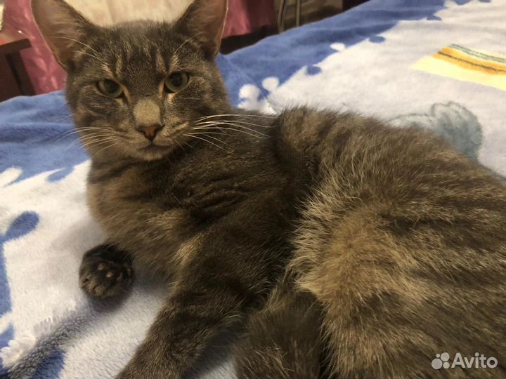 Котик в добрые руки