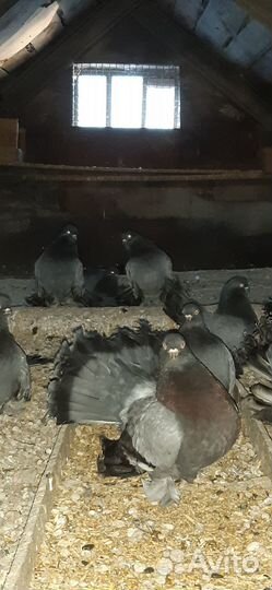 Продажа голубей